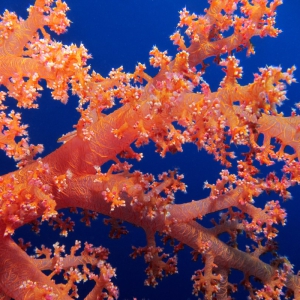 Soft koraal